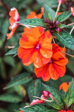 Bahçedeki portakal çiçeklerini kapat, Tayland.