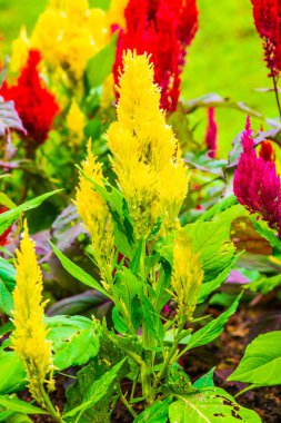 Common Horoz Tarağı Çiçeklerinin Kapanışı, Tayland.