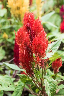Common Horoz Tarağı Çiçeklerinin Kapanışı, Tayland.