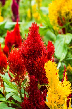 Common Horoz Tarağı Çiçeklerinin Kapanışı, Tayland.