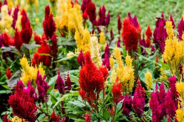 Common Horoz Tarağı Çiçeklerinin Kapanışı, Tayland.