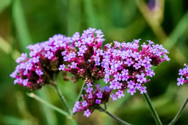 Tayland 'da Verbena çiçekleri.