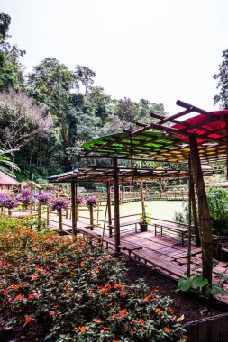 Mae Fah Luang bahçesinin manzarası, Tayland.