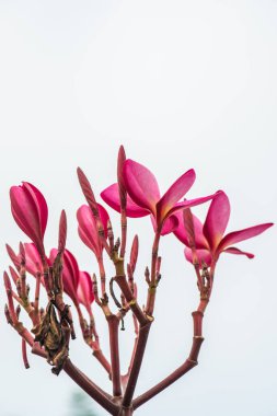 Pembe Frangipani çiçeğine yakın çekim, Tayland.