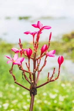 Pembe Frangipani çiçeğine yakın çekim, Tayland.