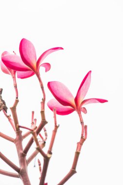 Pembe Frangipani çiçeğine yakın çekim, Tayland.