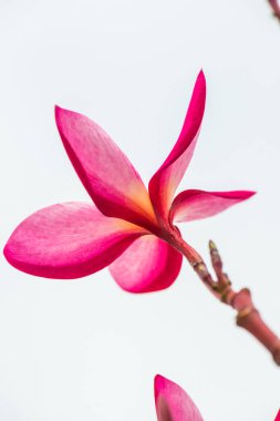 Pembe Frangipani çiçeğine yakın çekim, Tayland.