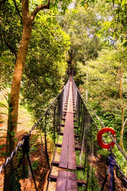 Mae Fah Luang Bahçesinde Ağaç Tepesi Yürüyüşü, Chiang Rai.