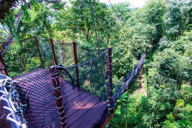 Mae Fah Luang Bahçesinde Ağaç Tepesi Yürüyüşü, Chiang Rai.