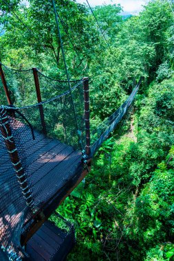 Mae Fah Luang Bahçesinde Ağaç Tepesi Yürüyüşü, Chiang Rai.