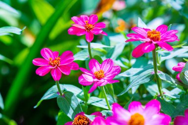 Doğal arka planı olan Zinnia çiçeği, Tayland.