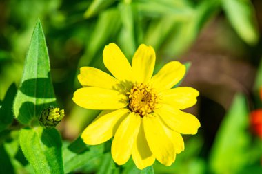 Doğal arka planı olan Zinnia çiçeği, Tayland.