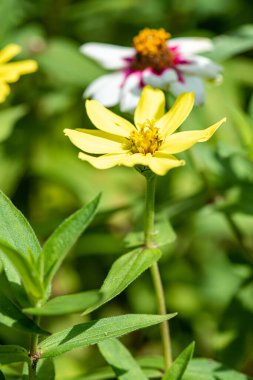 Doğal arka planı olan Zinnia çiçeği, Tayland.