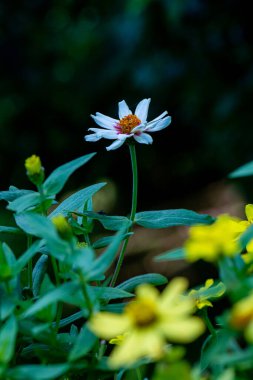 Doğal arka planı olan Zinnia çiçeği, Tayland.