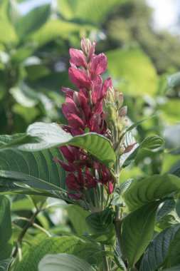 Pembe Çiçek bahçesinde, Tayland.