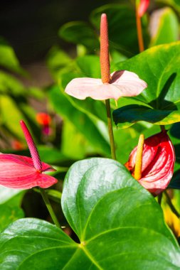 Doğal arka planı olan Anthurium çiçeği, Tayland.