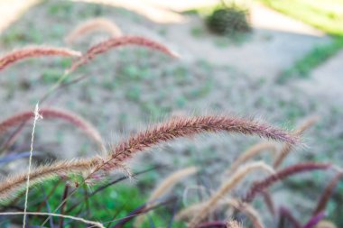 Çimen çiçekleri doğada, Tayland.