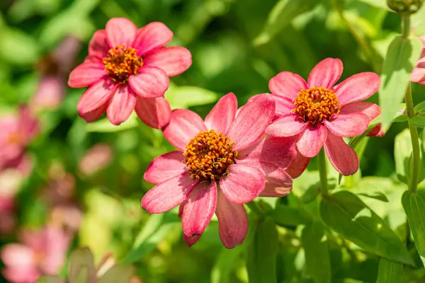 Doğal arka planı olan Zinnia çiçeği, Tayland.