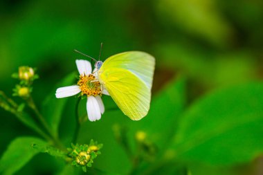 Çimen çiçekli güzel bir kelebek, Tayland.