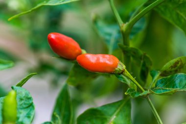 Bitkide taze biber, Tayland
