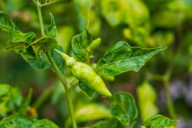 Bitkide taze biber, Tayland