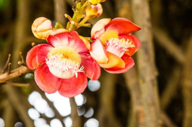 Tayland 'da Gülle Çiçeği ya da Sal Çiçeği