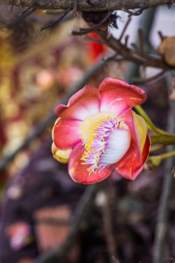 Cannonball Flower or Sal Flower in Thai, Thailand