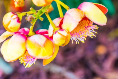 Tayland 'da Gülle Çiçeği ya da Sal Çiçeği