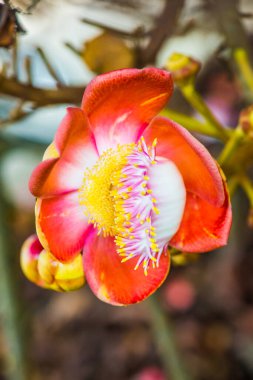 Cannonball Flower or Sal Flower in Thai, Thailand