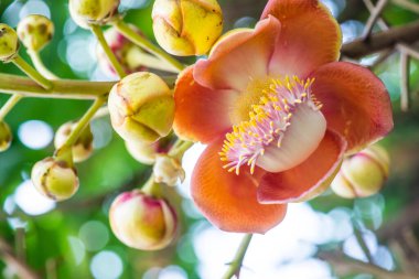 Tayland 'da Gülle Çiçeği ya da Sal Çiçeği