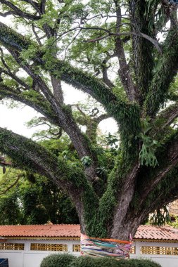 Chiang Kham bölgesinde güzel bir yağmur ağacı, Phayao vilayeti