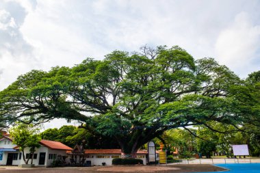 Chiang Kham bölgesinde güzel bir yağmur ağacı, Phayao vilayeti