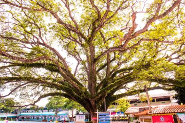 Chiang Kham bölgesinde güzel bir yağmur ağacı, Phayao vilayeti