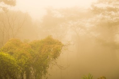 Tayland 'ın Phayao eyaletinde kış mevsiminde sisli bir orman.