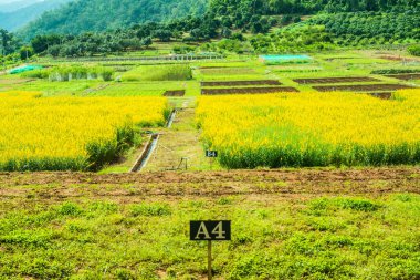 Tayland 'da Sunn Hemp Field.