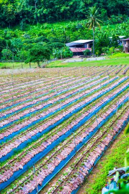 Tayland 'ın Chiangmai şehrinde çilek çiftliği..