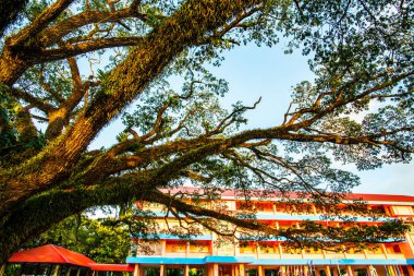 Tayland 'ın Chiang Kham bölgesinde güzel bir yağmur ağacı..