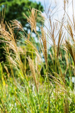 Parkta çim çiçekleri, Tayland.