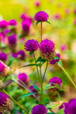 Bahçede, Tayland 'da Yerküre Amaranth çiçeği.