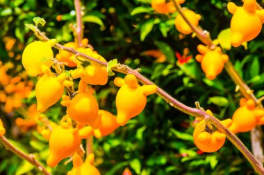 Bitki üzerinde meme meyvesi, Tayland.