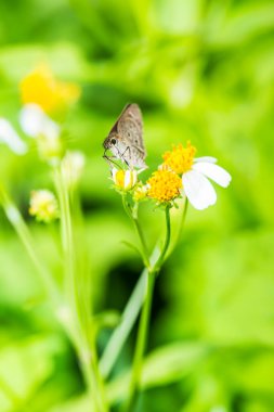 Bahçedeki küçük kelebek, Tayland