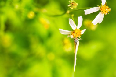 Çimen çiçekli güzel bir kelebek, Tayland.