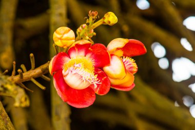 Tayland 'da Gülle Çiçeği ya da Sal Çiçeği