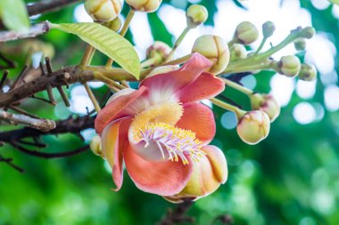 Tayland 'da Gülle Çiçeği ya da Sal Çiçeği