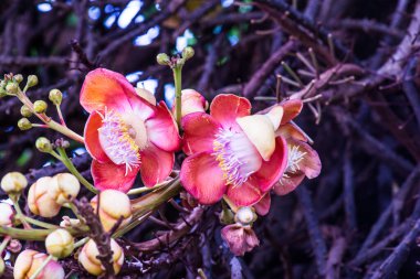 Cannonball Flower or Sal Flower in Thai, Thailand