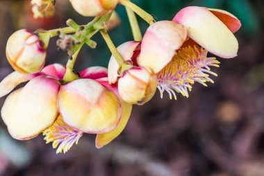 Tayland 'da Gülle Çiçeği ya da Sal Çiçeği