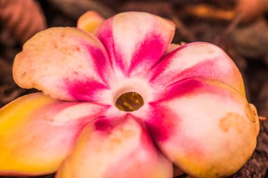 Cannonball Flower or Sal Flower in Thai, Thailand