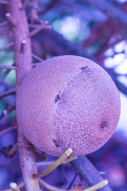 Fruit of Cannonball Tree, Tayland