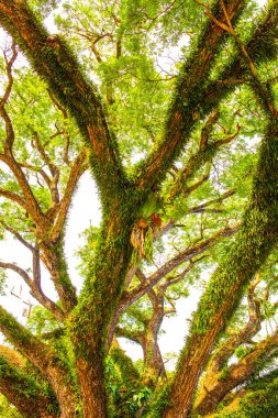 Chiang Kham bölgesinde güzel bir yağmur ağacı, Phayao vilayeti