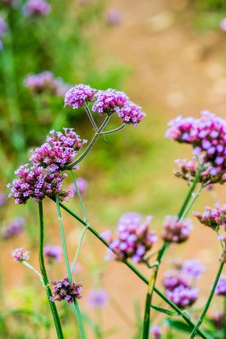 Tayland 'da Verbena çiçekleri.